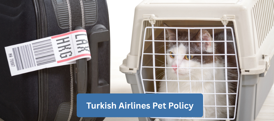Turkish Airlines Pet Policy